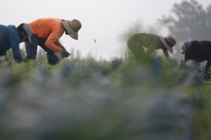 Blitz anti-immigrati in Usa, le aziende agricole perdono manodopera e non riescono a rimpiazzarla