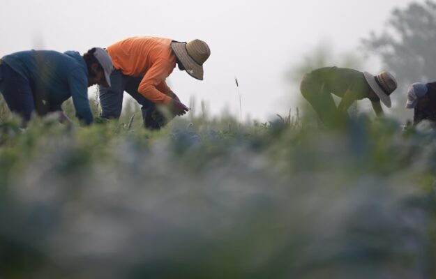AGRICOLTURA, DONALD TRUMP, IMMIGRATI, LAVORATORI STRANIERI, LAVORO IRREGOLARE, presidente usa, USA, Non Solo Vino