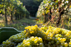 Franciacorta, al via la vendemmia 2025, “molto promettente”. Mentre le esportazioni crescono Franciacorta, al via la vendemmia 2025, “molto promettente”. Mentre le esportazioni crescono