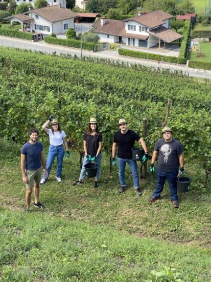 Grazie a PromoturismoFvg e Città del Vino nelle cantine della Strada del Vino e dei Sapori del Friuli si può fare la “Vendemmia turistico-didattica”