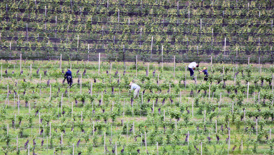 Lavori in vigna a Vigna Annunziata