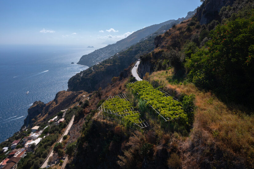 I vigneti della Costiera Amalfitana (ph: Marisa Cuomo)