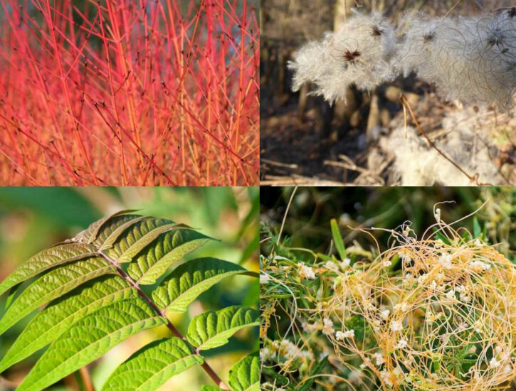 Esempi di “piante stronze”