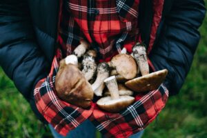 Caldo e piogge fanno spuntare porcini in abbondanza: ricerca eccezionale nel Nordest Caldo e piogge fanno spuntare porcini in abbondanza: ricerca eccezionale nel Nordest
