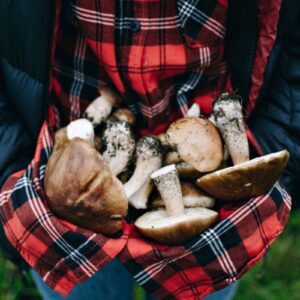 Caldo e siccit&agrave; rallentano i funghi, indicatori di salute dei boschi italiani che sono sotto stress