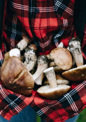 Caldo e siccit&agrave; rallentano i funghi, indicatori di salute dei boschi italiani che sono sotto stress