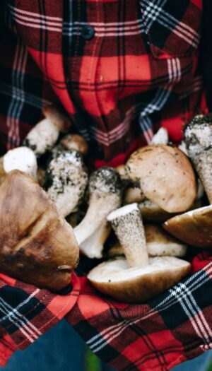 Caldo e siccit&agrave; rallentano i funghi, indicatori di salute dei boschi italiani che sono sotto stress