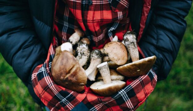 Caldo e siccit&agrave; rallentano i funghi, indicatori di salute dei boschi italiani che sono sotto stress