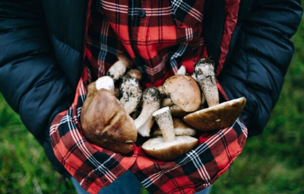 BOSCO, CALDO, Coldiretti, FEDERFORESTE, FUNGHI, PIOGGE, PORCINI, Non Solo Vino