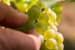 Vendemmia al via in Champagne: “stato sanitario quasi perfetto e condizioni climatiche favorevoli” Vendemmia al via in Champagne: “stato sanitario quasi perfetto e condizioni climatiche favorevoli”