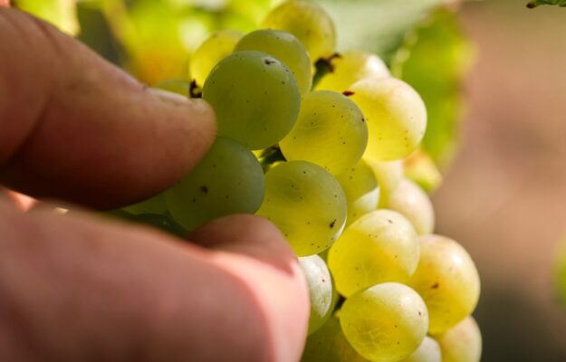 CHAMPAGNE, FRANCIA, VENDEMMIA, vino, Mondo