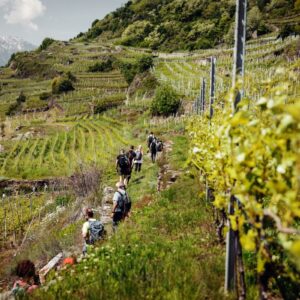 Da “ViVa” a Sondrio al “Lugana Sunset Tour”, saluti all’estate e benvenuta vendemmia