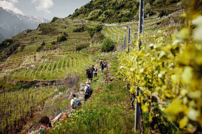 Nasce “ViVa”, nuovo evento, a Sondrio, firmato Consorzio dei Vini di Valtellina, per celebrare il territorio ed il Nebbiolo delle Alpi