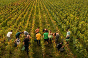 Francia, le stime della vendemmia 2025 sono superiori a quella del 2024, nonostante le estirpazioni Francia, le stime della vendemmia 2025 sono superiori a quella del 2024, nonostante le estirpazioni