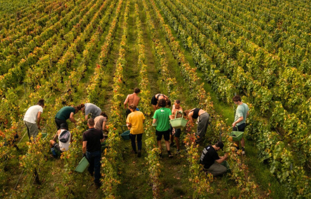 FRANCIA, MINISTERO DELL'AGRICOLTURA FRANCESE, STIME, VENDEMMIA 2025, VINO FRANCESE, Mondo