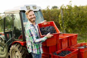 Leggero calo al Centro-Nord, rialzo al Sud: le stime di vendemmia by Accademia della Vite e del Vino Leggero calo al Centro-Nord, rialzo al Sud: le stime di vendemmia by Accademia della Vite e del Vino