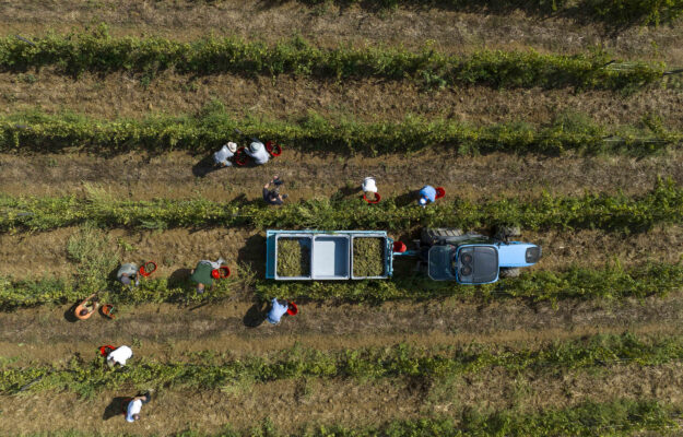 QUALITA, QUANTITA, STIME, VENDEMMIA 2025, Italia