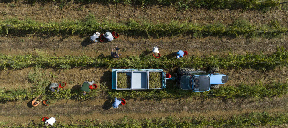 Verso la vendemmia 2025: grandi aspettative per qualità e quantità nel Belpaese, da Nord a Sud