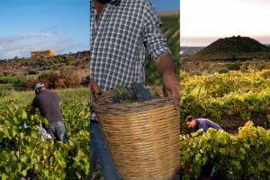 Sicilia, mentre la vendemmia 2025 prende piede, cresce la fiducia per qualità e quantità delle uve Sicilia, mentre la vendemmia 2025 prende piede, cresce la fiducia per qualità e quantità delle uve