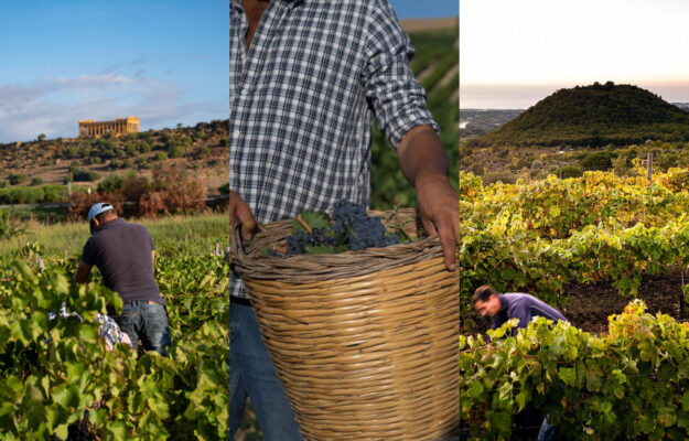 ASSOVINI SICILIA, SICILIA, STIME, VENDEMMIA 2025, Italia