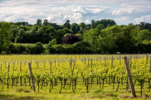 Vino in Uk, nel 2024 aumentano vendite, export e cantine, ma i costi preoccupano il settore Vino in Uk, nel 2024 aumentano vendite, export e cantine, ma i costi preoccupano il settore