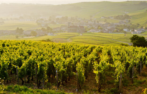 FRANCIA, OSSERVATORIO BPCE, PREVISIONI, vino, Mondo