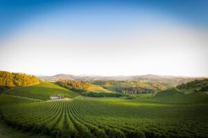 Crisi Terre d’Oltrepò, il Consorzio Vini Oltrepò: “vicini a viticoltori e dipendenti” Crisi Terre d’Oltrepò, il Consorzio Vini Oltrepò: “vicini a viticoltori e dipendenti”