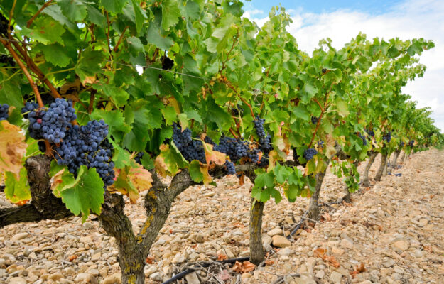 CLIMA, COOPERATIVAS AGRO-ALIMENTARIAS DE ESPAÑA, SPAGNA, STIME PRODUTTIVE, VENDEMMIA 2025, VINO SPAGNOLO, Mondo