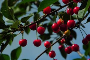 Ratafia Ciociara Ig, il liquore della “Pax rata fiat” brinda al riconoscimento europeo