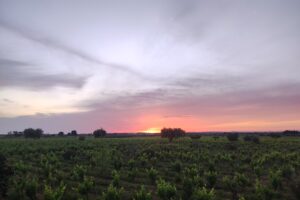 Il sogno di Vittoria: un distretto che racconti il legame inestricabile fra la città e il suo vino Il sogno di Vittoria: un distretto che racconti il legame inestricabile fra la città e il suo vino