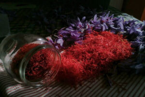 Quando una Dop è volano del territorio: L’Aquila ripercorre la storia dello zafferano