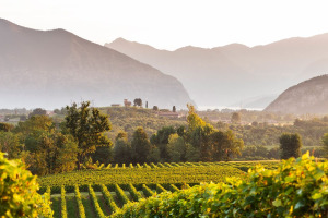 I Quaderni di WineNews - La Franciacorta