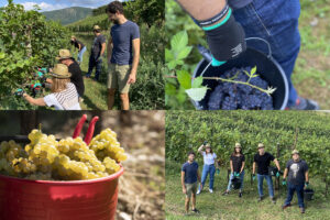 In Friuli Venezia Giulia la vendemmia diventa “turistico-didattica”, in un progetto di territorio In Friuli Venezia Giulia la vendemmia diventa “turistico-didattica”, in un progetto di territorio