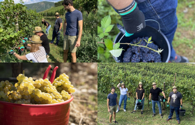 CITTÀ DEL VINO, FRIULI VENEZIA GIULIA, PROMOTURISMOFVG, STRADA DEL VINO E DEI SAPORI DEL FRIULI VENEZIA GIULIA, VENDEMMIA, VENDEMMIA DIDATTICA, VENDEMMIA TURISTICA, Italia