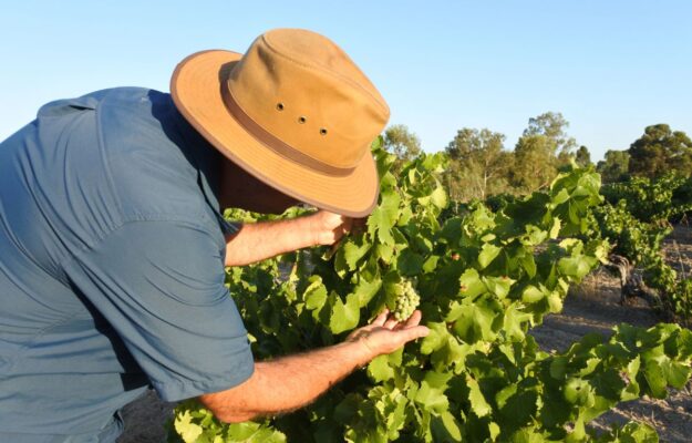 AUSTRALIA, ENOTURISMO, EXPORT, POSTI DI LAVORO, VINO AUSTRALIANO, WINE AUSTRALIA, Mondo