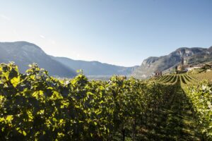 Alto Adige, un grande territorio del vino italiano che ridefinisce la sua identità con le Uga Alto Adige, un grande territorio del vino italiano che ridefinisce la sua identità con le Uga