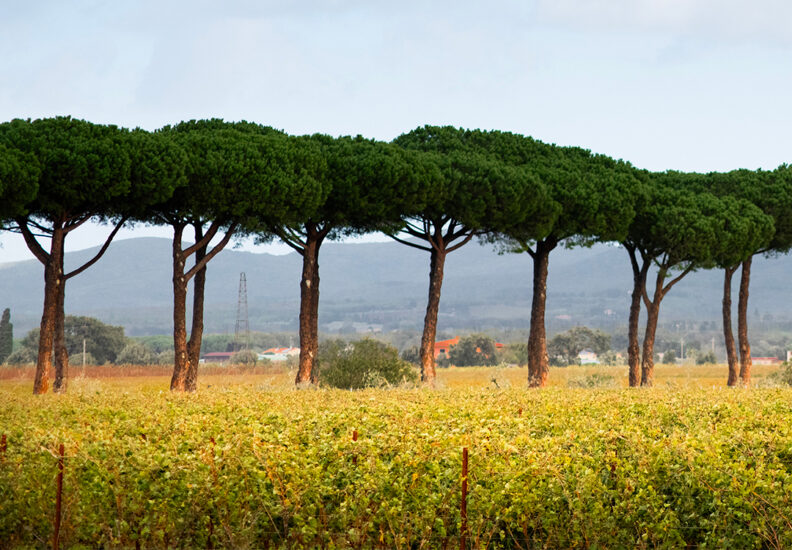 BOLGHERI, COLLEZIONISMO, DONNE, MERCATO, PRESTIGIO, PRODUZIONE, SPERIMENTAZIONE, Su i Quaderni di WineNews
