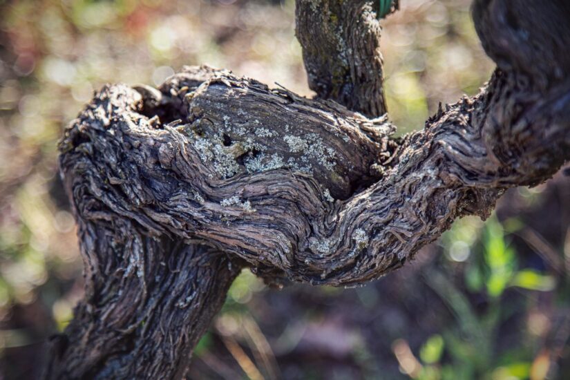Negli “Etna Days” il Consorzio Etna Doc accoglie i media internazionali sul vulcano per raccontare i suoi vini