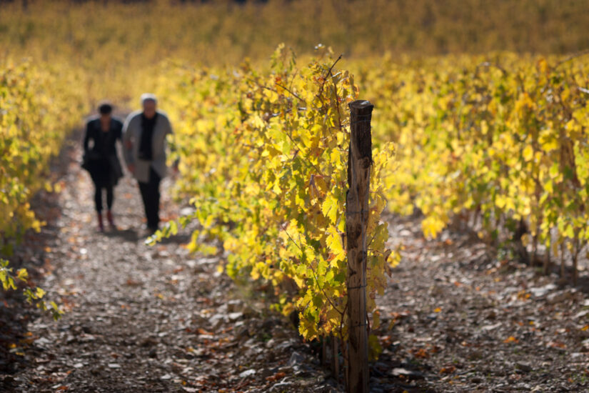 Foliage in Chianti Classico (ph: Castello di Ama)