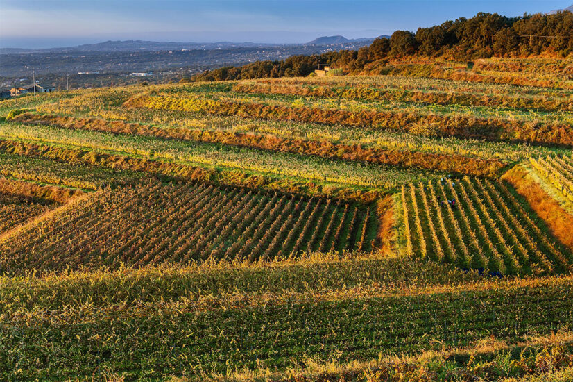 Foliage sull’Etna (ph: Barone di Villagrande)