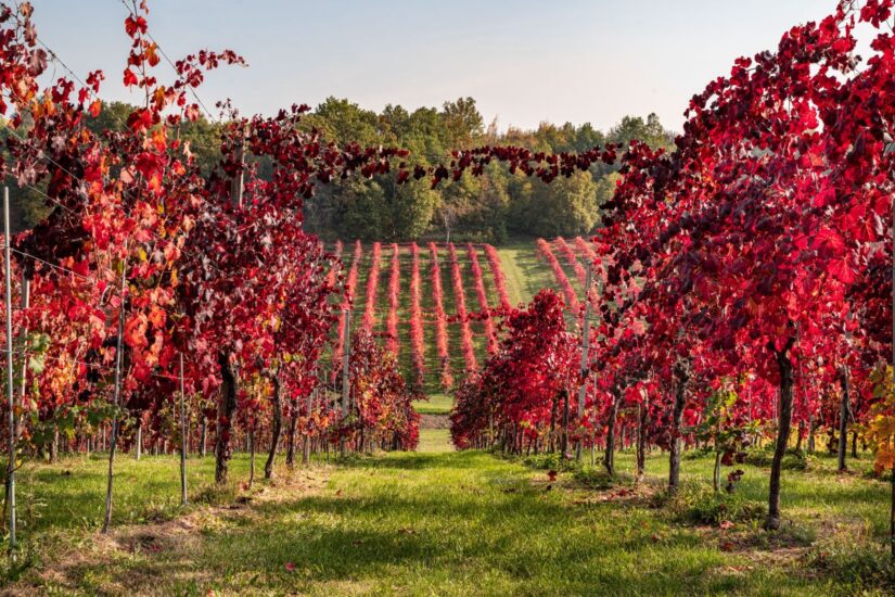 Foliage nei vigneti del Lambrusco di Modena