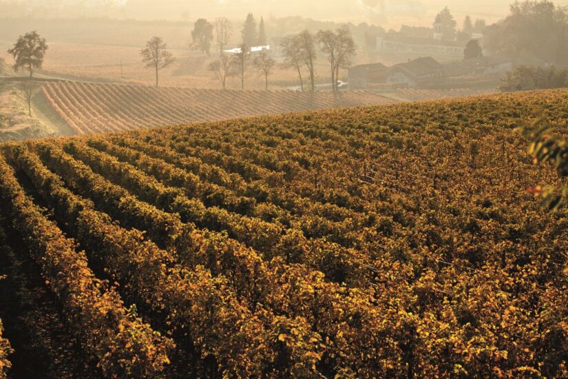 Foliage in Valpolicella (ph: Bertani)