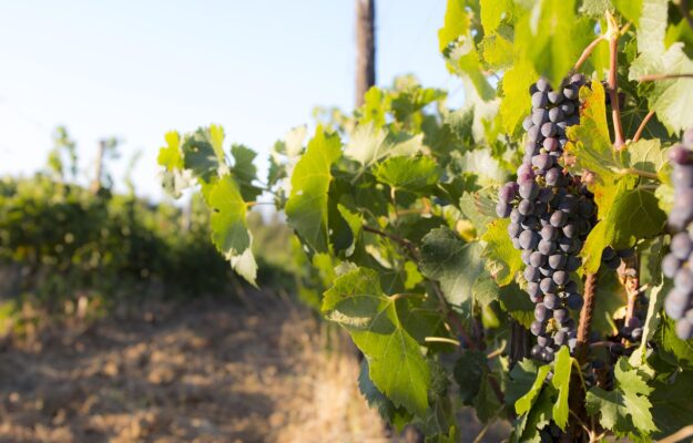 ASSOENOLOGI, FRANCIA, ISMEA, MINISTERO DELL'AGRICOLTURA, SSP, STIME, UNIONE ITALIANA VINI, VENDEMMIA 2025, VINO FRANCESE, Mondo