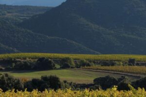 Non solo vigna: le aziende virtuose investono anche nella tutela delle foreste. Come Familia Torres