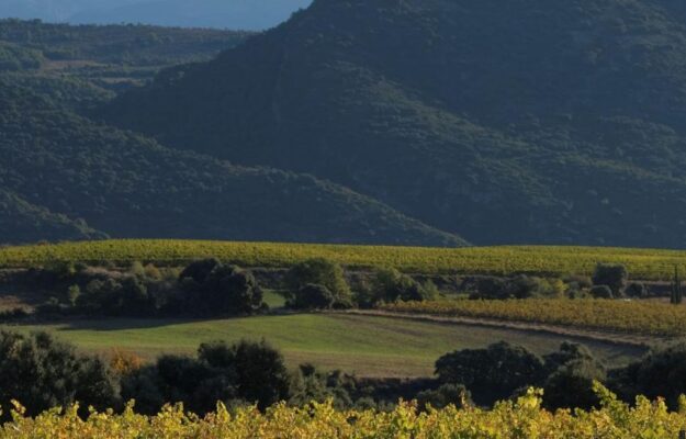 AMBIENTE, BIODIVERSITÀ, CATALOGNA, FAMILIA TORRES, FORESTE, INCENDI, SPAGNA, VINO SPAGNOLO, Mondo