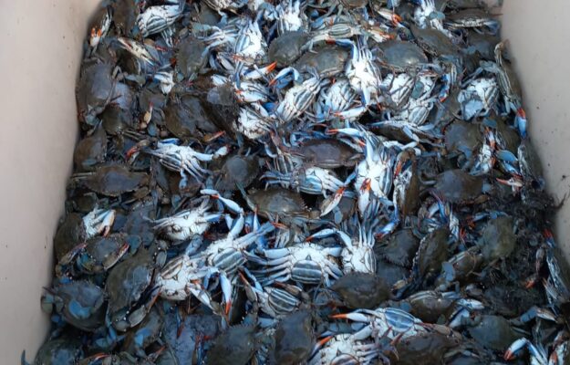 COSTA TOSCANA, FEDAGRIPESCA, GRANCHIO BLU, ORBETELLO, PESCA, PESCATORI, Non Solo Vino