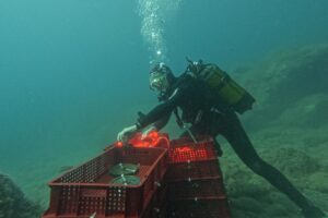 Nuova evoluzione per i vini affinati in mare: sott’acqua sia le uve che le bottiglie in Liguria