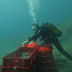 New evolution for wines aged in the sea: underwater, both grapes and bottles in Liguria