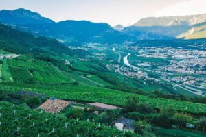 Riflettori puntati sul territorio della Vallagarina e sul suo vitigno-bandiera, il Marzemino Riflettori puntati sul territorio della Vallagarina e sul suo vitigno-bandiera, il Marzemino