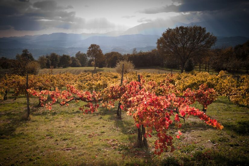 Foliage in Irpinia (ph: i patriarchi della vite di Feudi di San Gregorio)